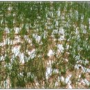 진달래농장 이미지