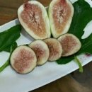 해님농장 이미지