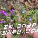 [광대나물, 보개초] 신장기능을 높여주어 발기부전, 골절, 골다공증에 매우 좋다. 이미지