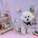 댕바라기 | 건대 애견미용 / 댕바라기 / 후기 가격