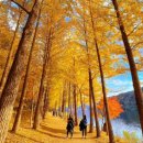 청춘감성핫도그 파주금릉점 | 10월 서울 근교 당일치기 나들이 추천 – 단풍, 감성, 맛이 다 있는 곳