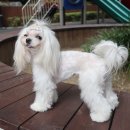 펫존&견생컷 이미지