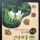 산야초와심마니