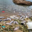 아재참치 이미지