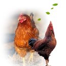 김학규농장 | [우리맛닭]우리맛닭 사양관리 3- 사육관리,점등관리,출하관리,위생질병관리