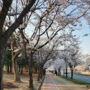 관문체육공원 초입 | 30년넘는 벚꽃맛집 산책&amp;러닝 스팟🌸