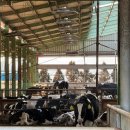 대상축산 이미지