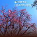 유엔참전기념거리 | 부산 가볼만한 곳 l 홍매화명소 유엔기념공원 실시간 후기