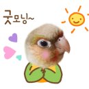 우리집코코 네이버블로그