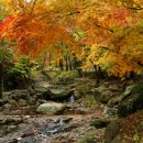 자연미림 이미지