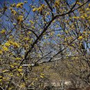 지리산산수유 이미지