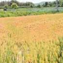 밀.밭두렁 이미지