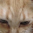 미미그루밍 이미지