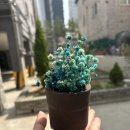 친환경 화분 만들기 이미지