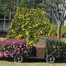 1693 | 국화야 너는 어이 : 이정보(李鼎輔 1693~1766)