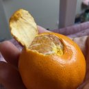 파라파라마트