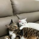 그루밍 호찌 이미지