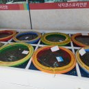 낙지대통령 이미지