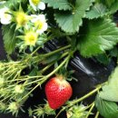 숲속의명품마을 이미지