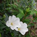 큰꽃지천 이미지