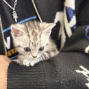 고양이분양 온리캣 | 진접고양이분양, 만족도 높은 도레미캣 방문 후기