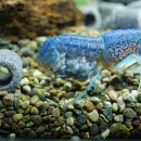 허숙희네 이미지