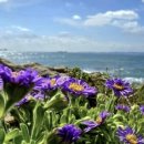 해국 | 해국(海菊), 바닷가 국화