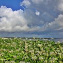 제주 토끼섬 문주란자생지 이미지