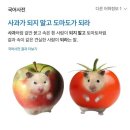 [1월 일기]_도마도가 되자