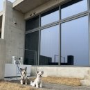 영덕옥계마을펜션 | 국내여행 영덕 애견동반 숙소 | 오르또바다마을2동 내돈내산 할인방법