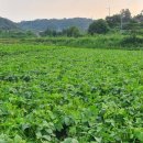 진규농장 이미지