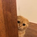 나만없어고양이 이미지