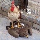 닭집 Daum카페