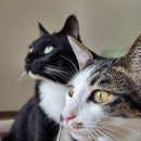 이다캣 | 고양이 양치 안하면 치주질환, 캣디피 플라워 손가락 실리콘 칫솔 추천, 홈케어 셀프 치석제거기