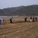 이비농장 이미지