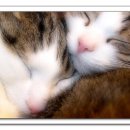 이쁜냥이 이미지