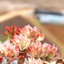 분홍공주 이미지