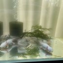 스타메디(주) 이미지