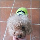 곁에 있을개 이미지