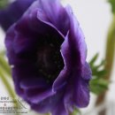 플로리스트 고급 이미지