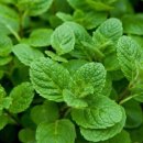 민트클라우드 이미지