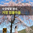 첫마을당구클럽 | 거창 임불마을 수양벚꽃 실시간 주차장