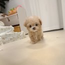 주니독 푸들말티즈말티푸 시흥강아지분양 네이버블로그
