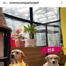 댕댕 하우스 이미지