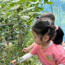 석촌농장 이미지