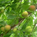 화장농장 이미지