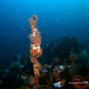 주문진 리조트 이미지