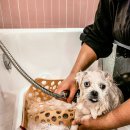 구르미살롱 이미지