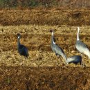 매표소 앞 화장실 | 철원 여행지 추천 : 한탄강 주상절리길(드르니 매표소 방향)