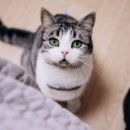 고양이랑 이미지